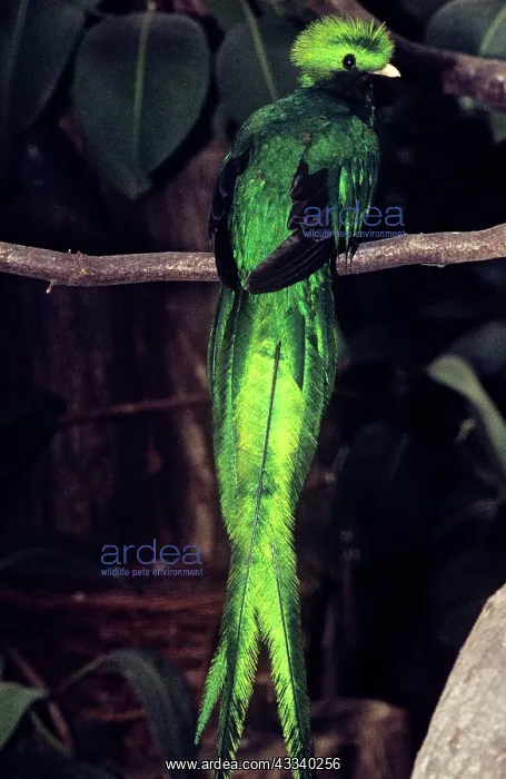 : RESPLENDENT QUETZAL : RESPLENDENT QUETZAL