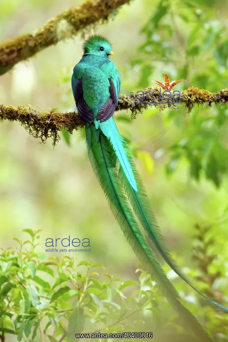 : Resplendent Quetzal : Resplendent Quetzal