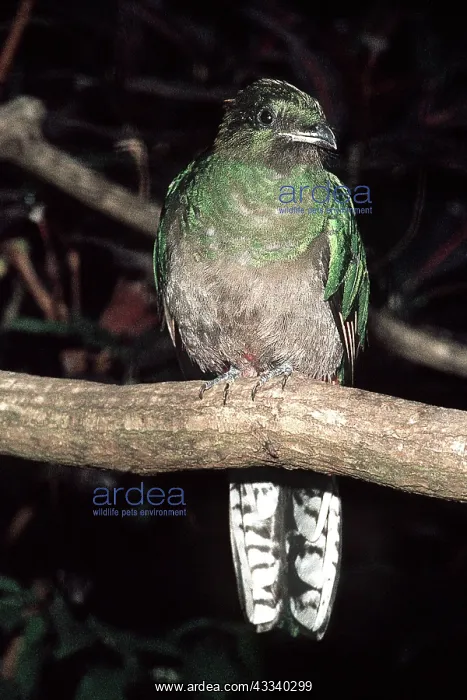  : Resplendent QUETZAL - female perched on branch