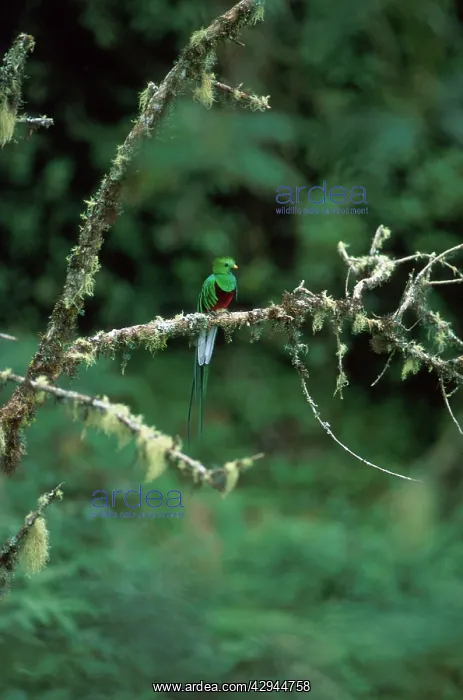: Resplendent QUETZAL - in habitat : Resplendent QUETZAL - in habitat
