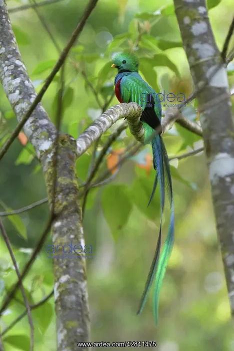 : Resplendent Quetzal - male : Resplendent Quetzal - male
