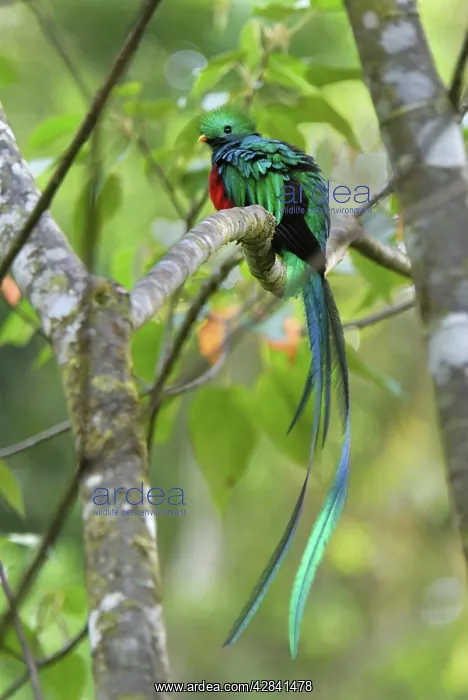 : Resplendent Quetzal - male : Resplendent Quetzal - male