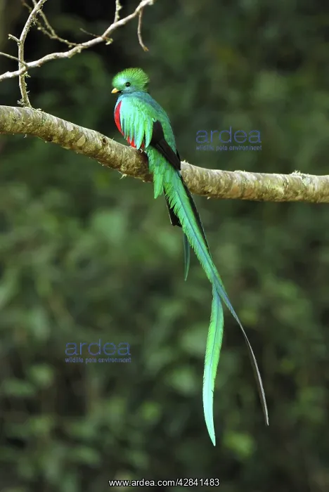 : Resplendent Quetzal - male : Resplendent Quetzal - male