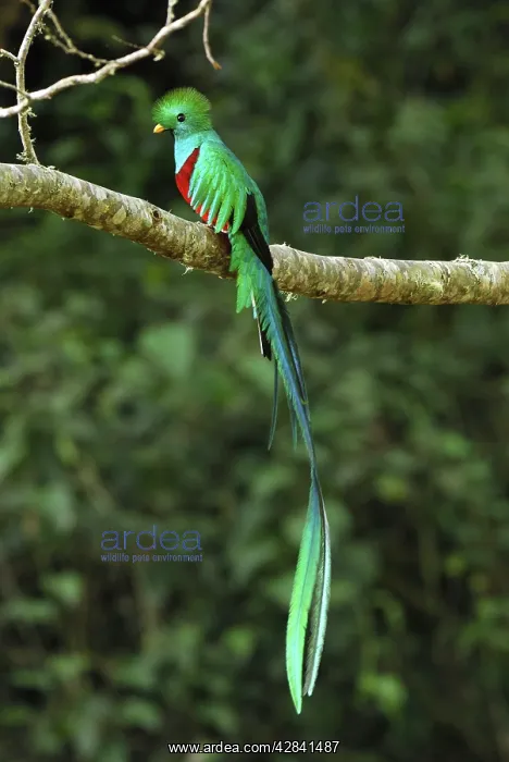: Resplendent Quetzal - male : Resplendent Quetzal - male