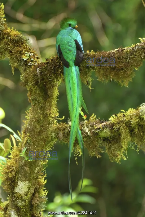 : Resplendent Quetzal - male : Resplendent Quetzal - male