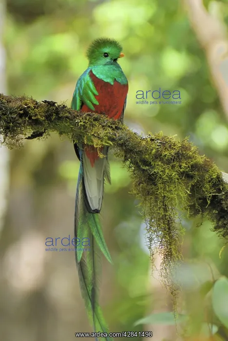  : Resplendent Quetzal - male