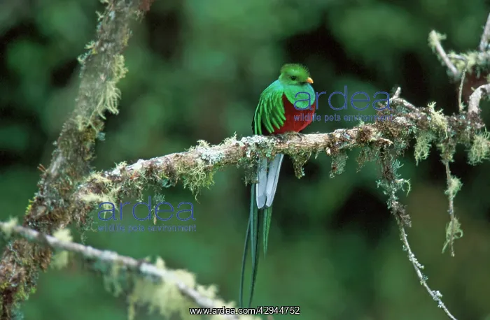 : Resplendent QUETZAL - perched on lichen covered branch : Resplendent QUETZAL - perched on lichen covered branch