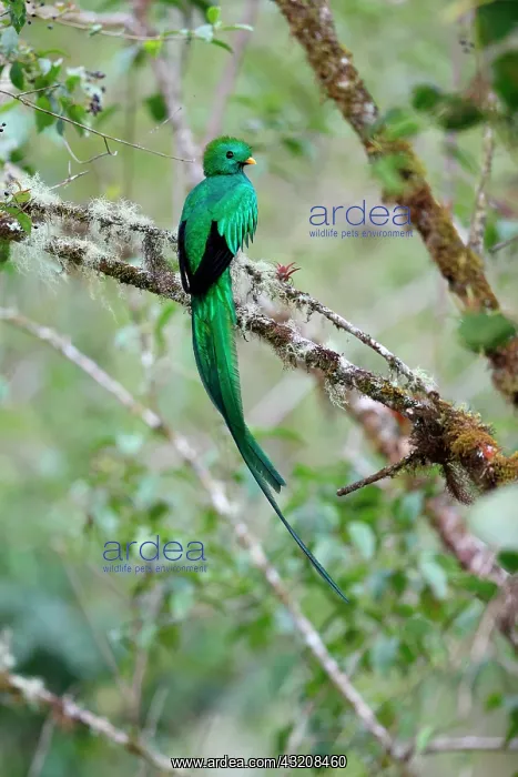 : Resplendent Quetzal (Pharomachrus mocinno) on a : Resplendent Quetzal (Pharomachrus mocinno) on a