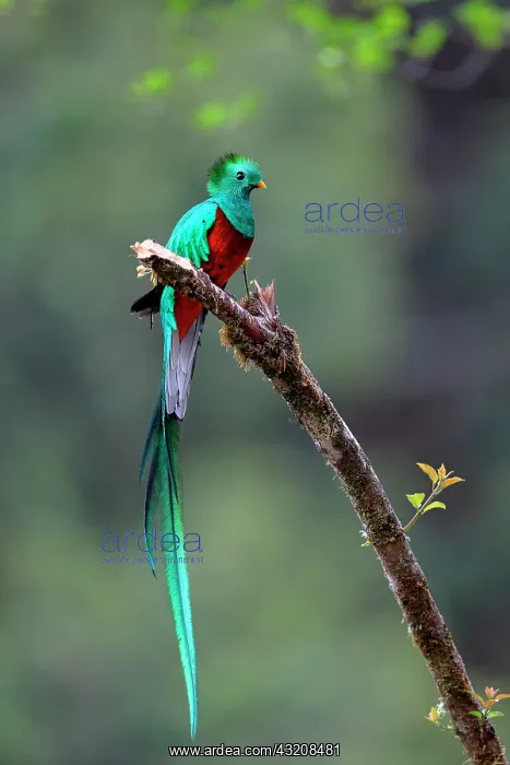 : Resplendent Quetzal (Pharomachrus mocinno) on a : Resplendent Quetzal (Pharomachrus mocinno) on a