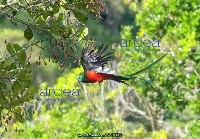 : Resplendent Quetzal, Pharomachrus mocinno : Resplendent Quetzal, Pharomachrus mocinno
