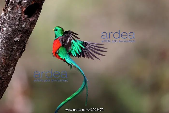  : Resplendent Quetzal (Pharomachrus mocinno) in fl