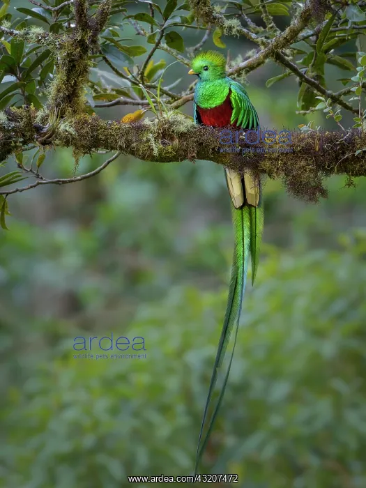 : Resplendent Quetzal (Pharomachrus mocinno), male : Resplendent Quetzal (Pharomachrus mocinno), male