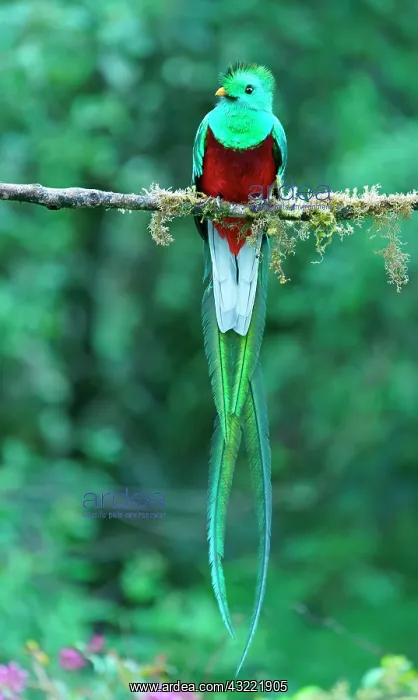 : Resplendent Quetzal (Pharomachrus mocinno) sits : Resplendent Quetzal (Pharomachrus mocinno) sits