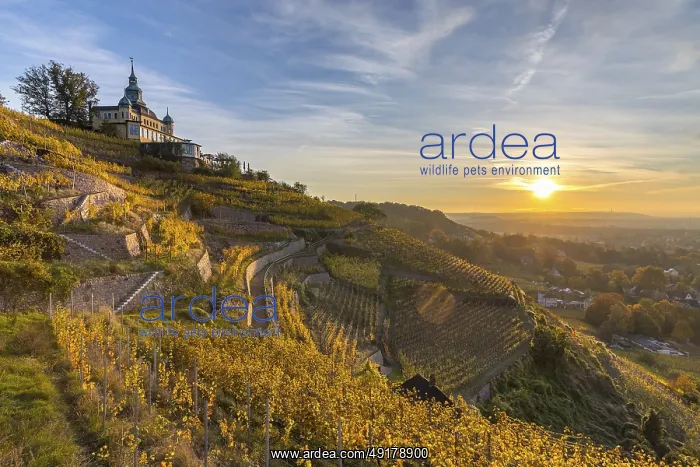 : Restaurant Spitzhaus in the autumnal vineyards of OberloBnitz at sunrise : Restaurant Spitzhaus in the autumnal vineyards of OberloBnitz at sunrise
