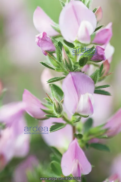 : Restharrow : Restharrow