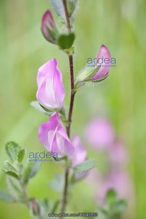 : Restharrow : Restharrow