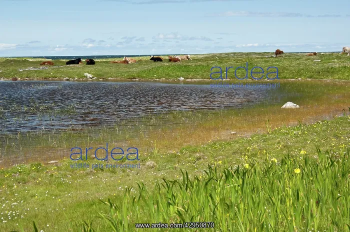 : Resting Cattle - On Machair : Resting Cattle - On Machair
