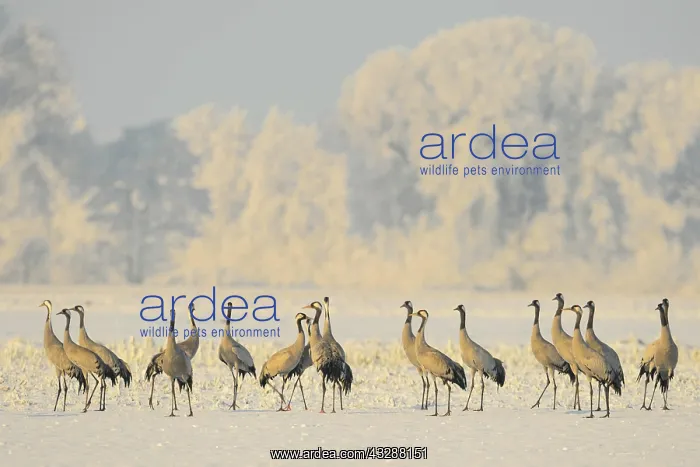: Resting cranes (grus grus) in snowy winter landscape : Resting cranes (grus grus) in snowy winter landscape