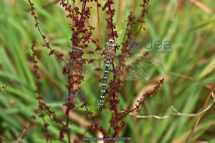 : Resting Migrant Hawker (Aeshna mixta). Allindelille : Resting Migrant Hawker (Aeshna mixta). Allindelille