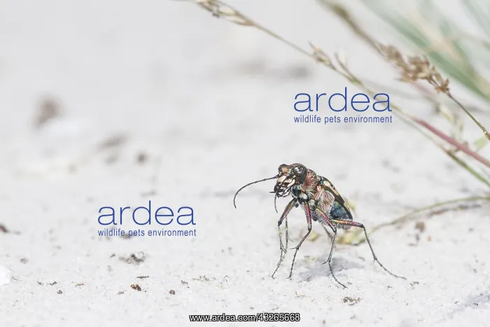 : Resting Northern Dune Tiger Beetle (Cicindela h : Resting Northern Dune Tiger Beetle (Cicindela h