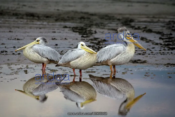 : Resting Pelicans - With reflection in water : Resting Pelicans - With reflection in water