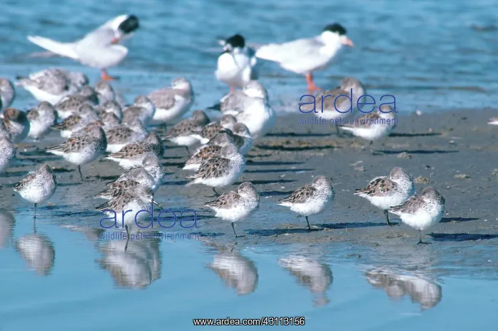 : Resting Shorebirds : Resting Shorebirds