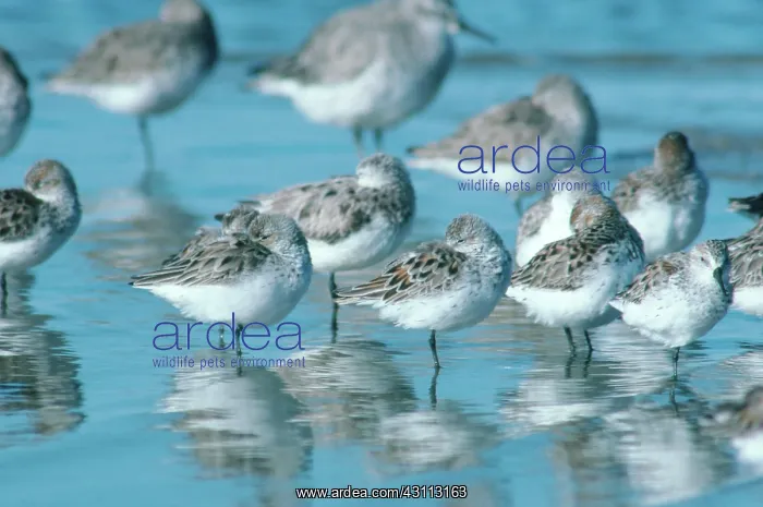 : Resting Shorebirds : Resting Shorebirds