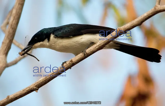 : Restless Flycatcher : Restless Flycatcher