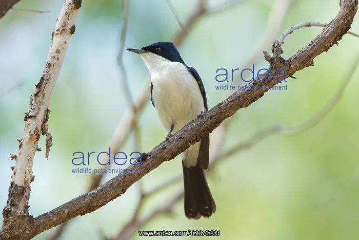 : Restless Flycatcher : Restless Flycatcher