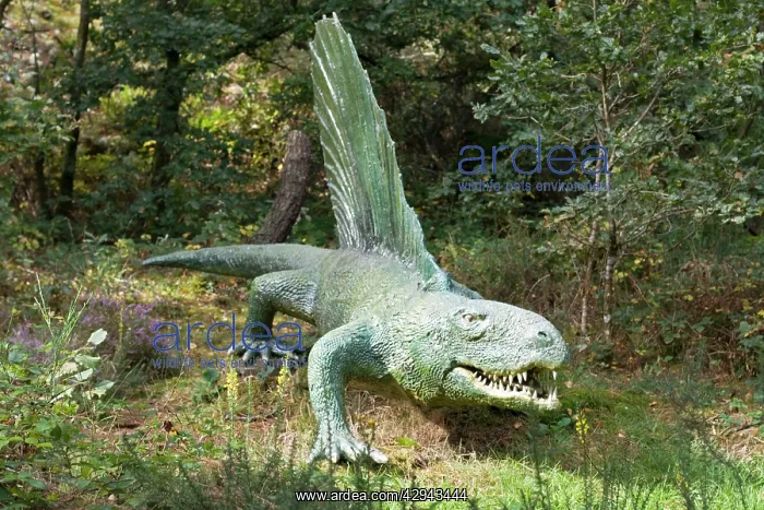 : Restoration of lifesize Dimetrodon an extinct predatory : Restoration of lifesize Dimetrodon an extinct predatory