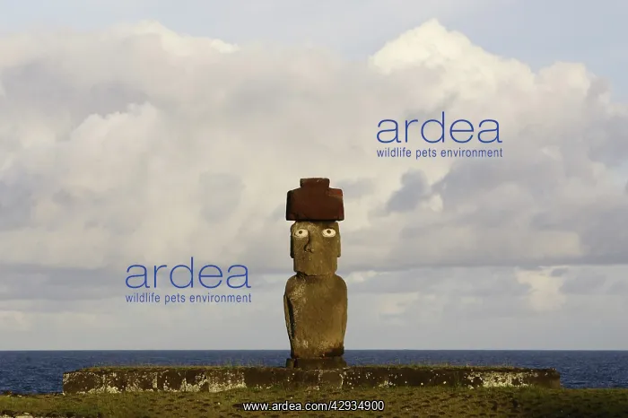 : Restored moai with top-knot, on Ahu Ko Te Riku : Restored moai with top-knot, on Ahu Ko Te Riku