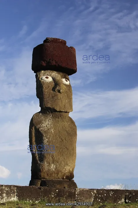 : Restored moai with top-knot, on Ahu Ko Te Riku : Restored moai with top-knot, on Ahu Ko Te Riku