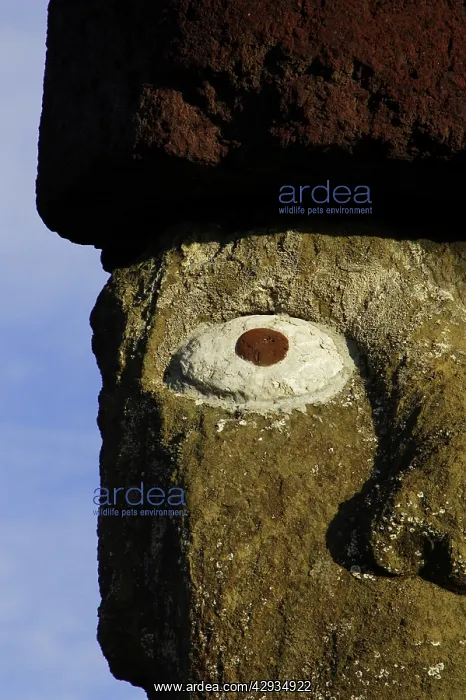 : Restored moai with top-knot, on Ahu Ko Te Riku : Restored moai with top-knot, on Ahu Ko Te Riku