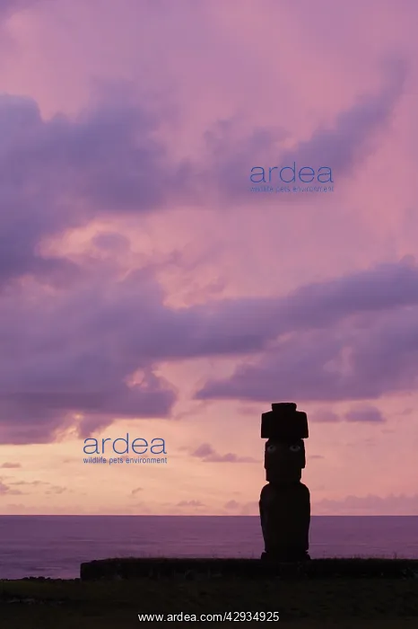 : Restored moai with top-knot, on Ahu Ko Te Riku : Restored moai with top-knot, on Ahu Ko Te Riku