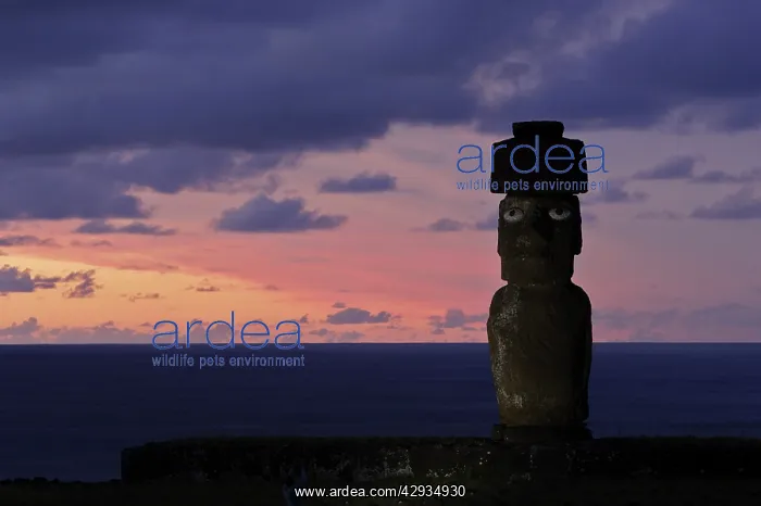 : Restored moai with top-knot, on Ahu Ko Te Riku : Restored moai with top-knot, on Ahu Ko Te Riku