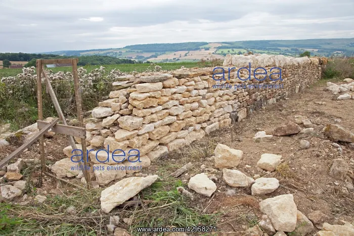: Restoring damaged Cotswold stone wall : Restoring damaged Cotswold stone wall