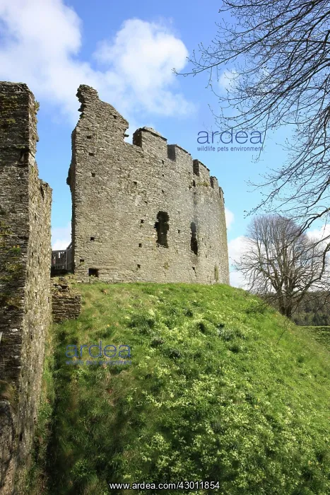 : Restormel Castle the 13th century circular keep : Restormel Castle the 13th century circular keep