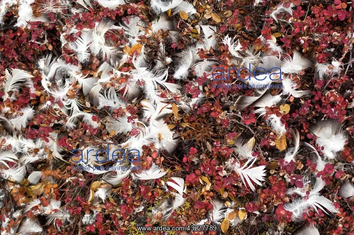 : Rests of a recent kill Ella Island, North : Rests of a recent kill Ella Island, North