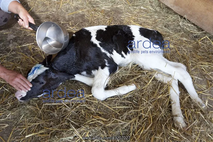 : Resuscitation of a newborn calf suffering from anoxia France : Resuscitation of a newborn calf suffering from anoxia France