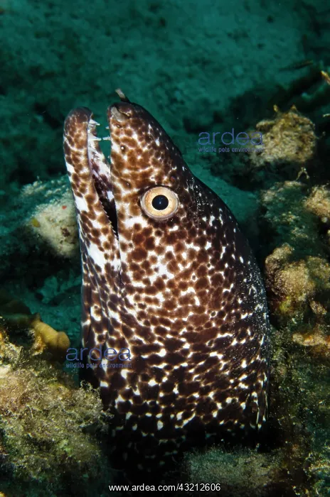 : Reticulate Moray (Muraena retifera), Bonaire : Reticulate Moray (Muraena retifera), Bonaire