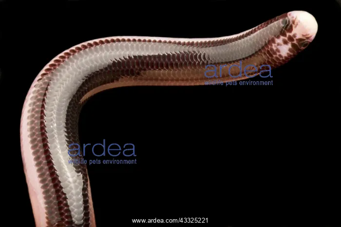 : Reticulate Worm Snake (Amerotyphlops reticulatus : Reticulate Worm Snake (Amerotyphlops reticulatus