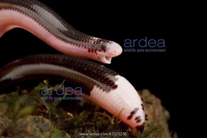 : Reticulate Worm Snake (Amerotyphlops reticulatus : Reticulate Worm Snake (Amerotyphlops reticulatus
