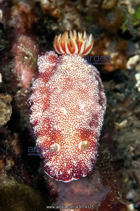 : Reticulated Chromodoris Nudibranch : Reticulated Chromodoris Nudibranch
