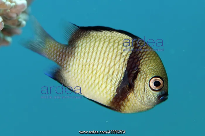 : Reticulated Dascyllus : Reticulated Dascyllus