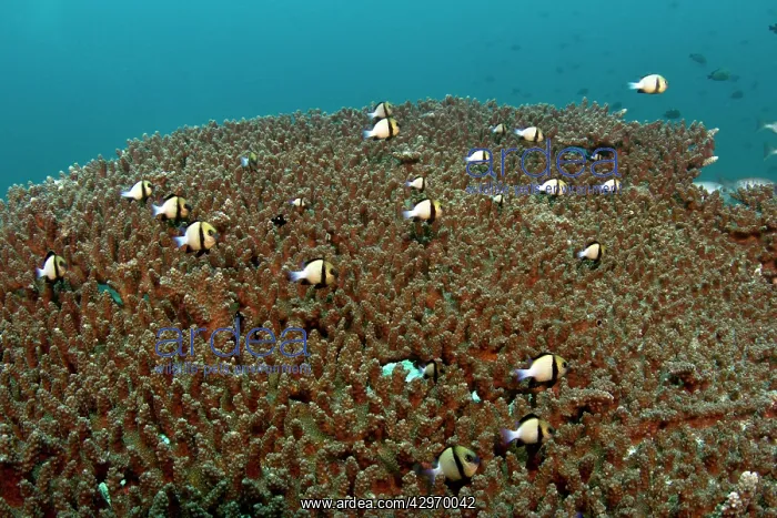 : Reticulated Dascyllus / Damselfish by Solid Table : Reticulated Dascyllus / Damselfish by Solid Table