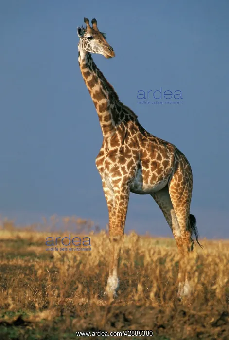 : Reticulated Giraffe : Reticulated Giraffe