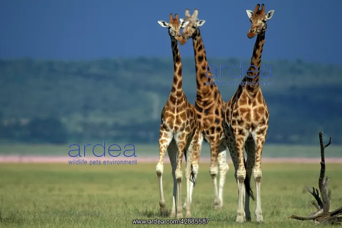 : Reticulated Giraffe - three : Reticulated Giraffe - three
