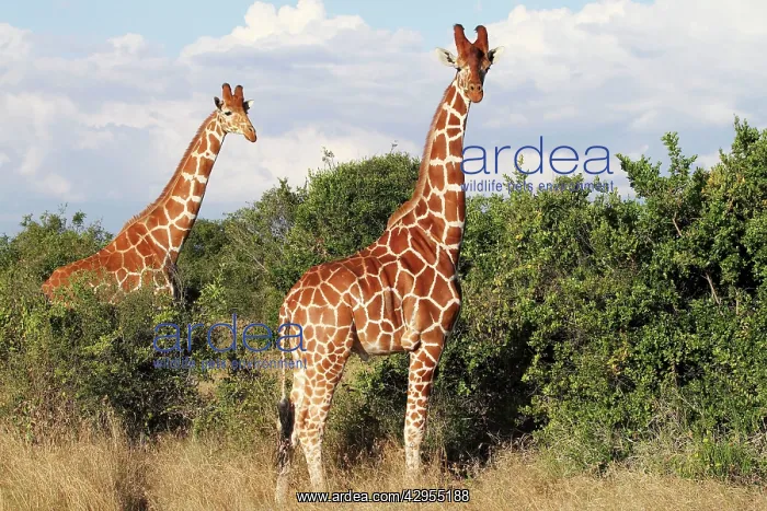 : Reticulated Giraffe : Reticulated Giraffe