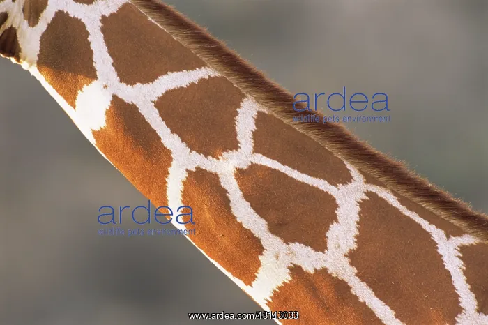 : Reticulated Giraffe : Reticulated Giraffe