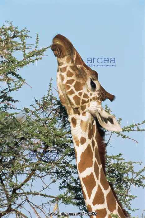 : Reticulated Giraffe : Reticulated Giraffe